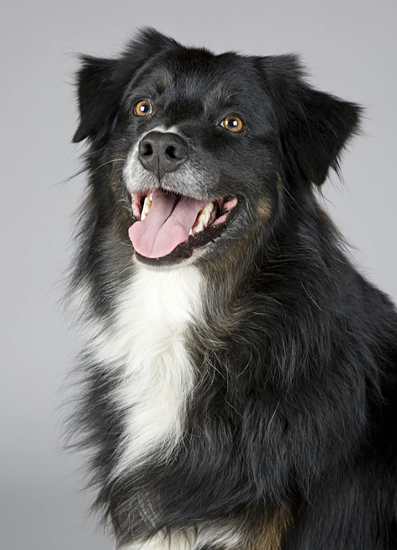 Close-up portrait of a joyful Border Collie with a playful expression. Perfect for pet enthusiasts.
